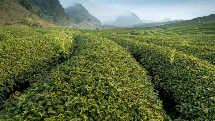 pexels-quang-nguyen-vinh-2884905